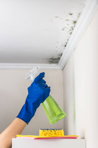 Best Attic Mold Removal  in Hutto, TX